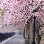 دانلود آهنگ آریانا سعید تنهایی دانلود آهنگ آریانا سعید تنهایی