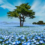 دانلود آهنگ بلک سی سی آناناس دانلود آهنگ بلک سی سی آناناس