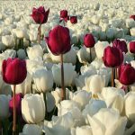 دانلود آهنگ نسرین پیرهن گلی