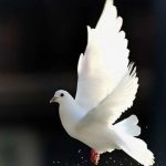 دانلود آهنگ یاسمین کبوتر