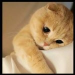 دانلود آهنگ میگه نازایی میاره موی گربه