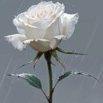 دانلود آهنگ نوا بزن تار