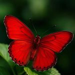 دانلود آهنگ پنیک ناین پروانه