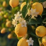 دانلود آهنگ یه ماچ میگن حلاله